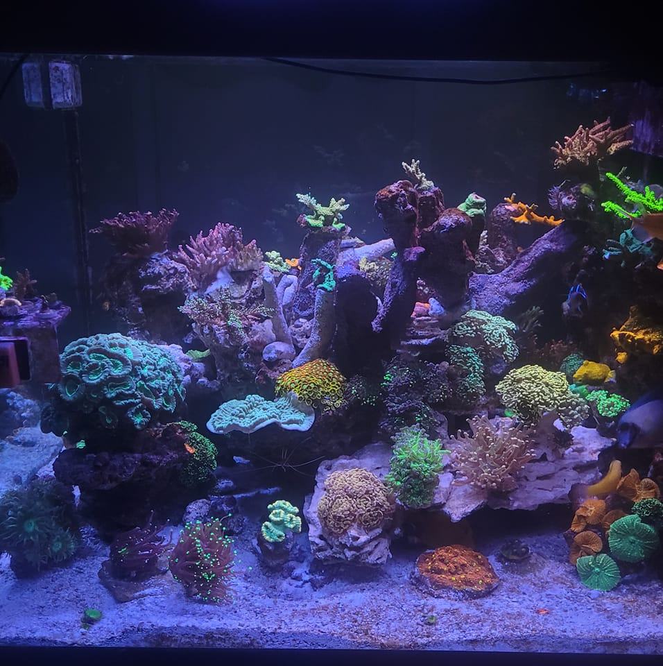 buy coral for saltwater tank setup