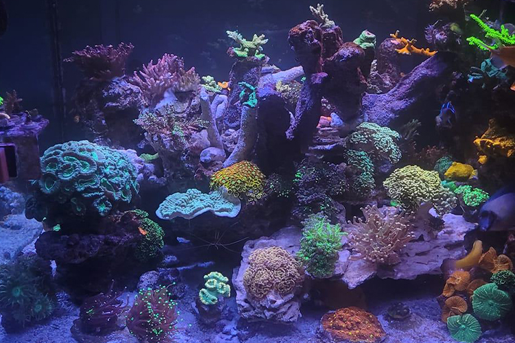 fish tank setup gallery